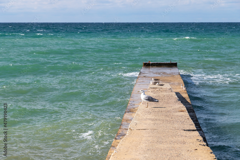 Seagulls are on an old breakwater, summer landscape photo