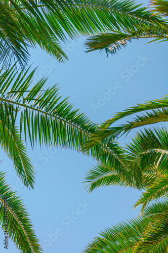 Tropical palm leaves background. Summer holiday concept © isilterzioglu
