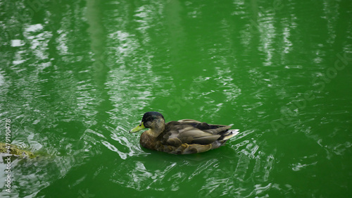 Female Duck swimming in green water lake