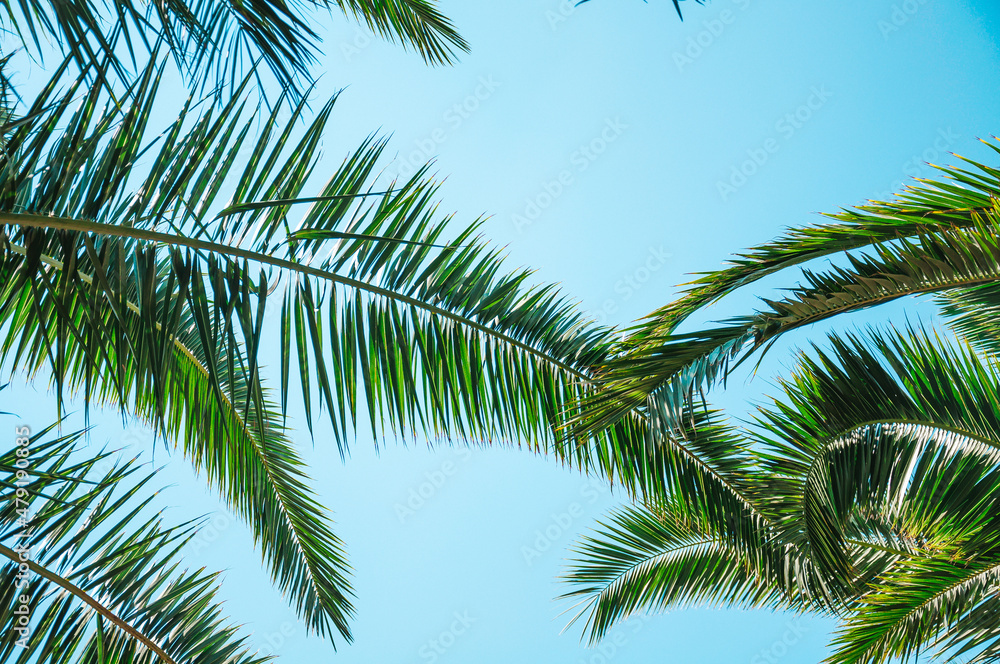Naklejka premium Tropical palm leaves background. Summer holiday concept