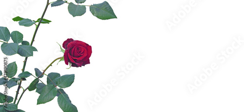 Red roses look gorgeous on petioles with green leaves on a white background.