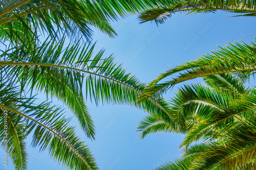 Tropical palm leaves background. Summer holiday concept Tropical palm leaves background. Summer holiday concept