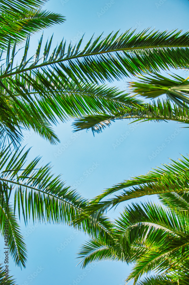 Tropical palm leaves background. Summer holiday concept Tropical palm leaves background. Summer holiday concept