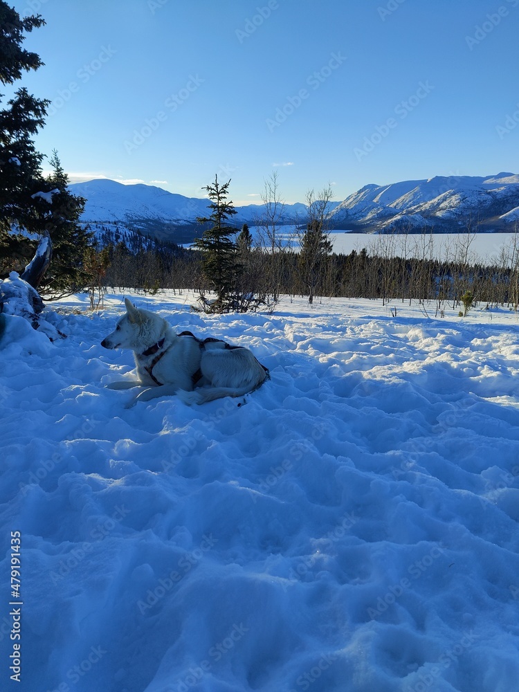 Yukon Territory, Canada, Dog Sled