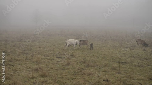 Fighting goats on a foggy day. Little goats jumping around