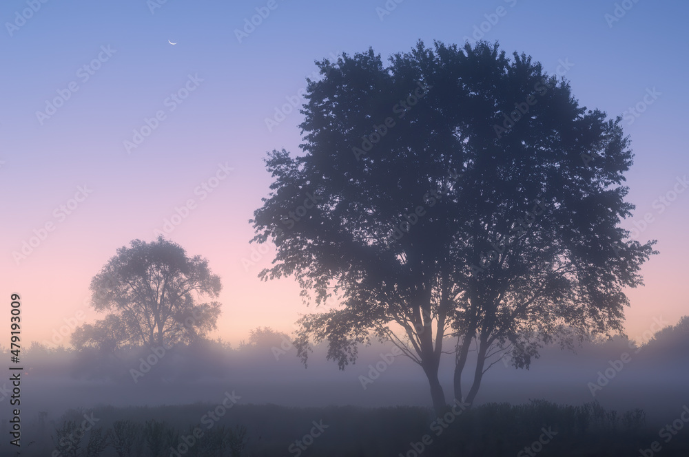 Summer landscape at dawn of Al Sabo Meadow in fog and with silhouetted trees and crescent moon, Michigan, USA
