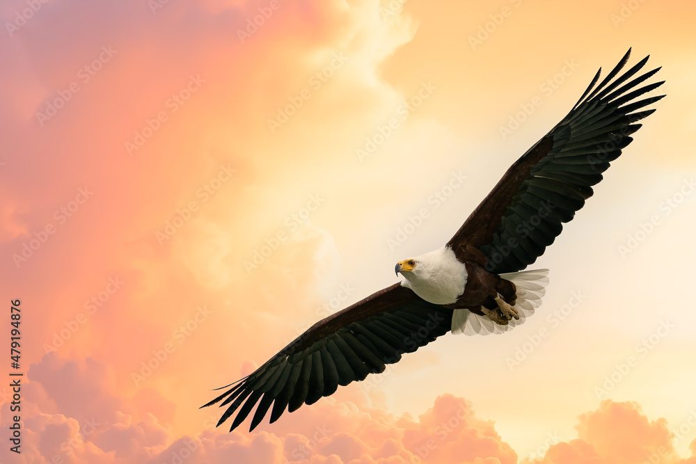 Obraz premium African Fish Eagle, Haliaeetus vocifer in flight during beautiful sunrise, Lake Baringo, Kenya, East Africa
