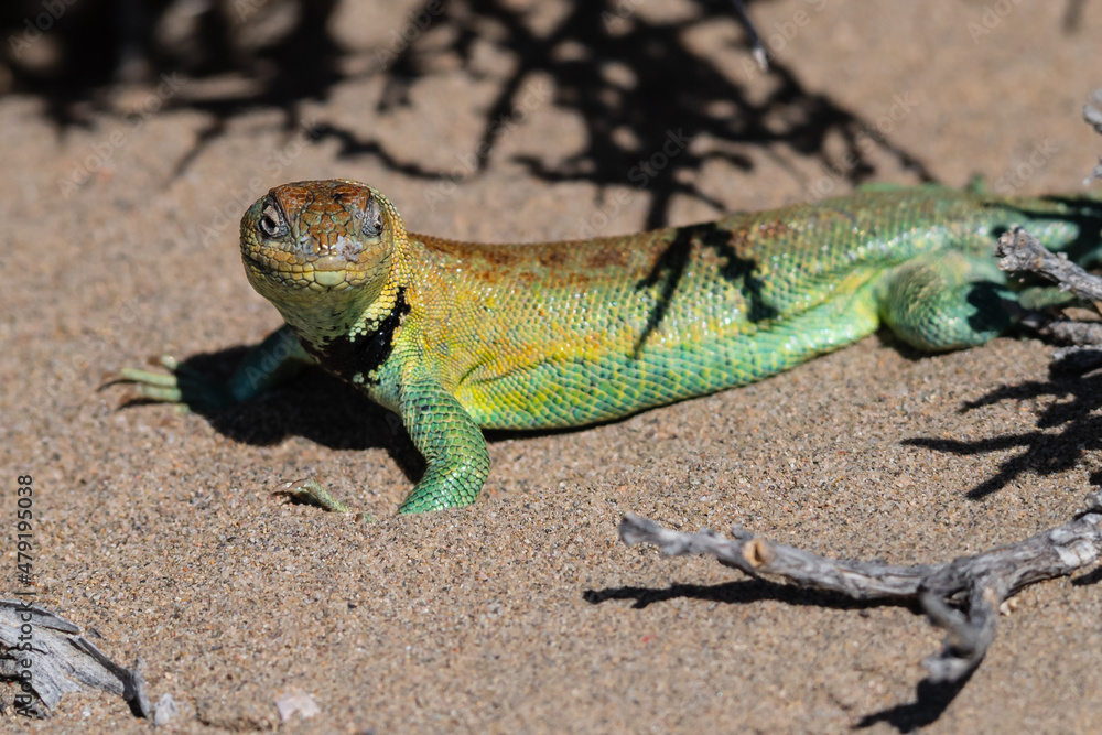 Fototapeta premium lizard in the sand among thorns