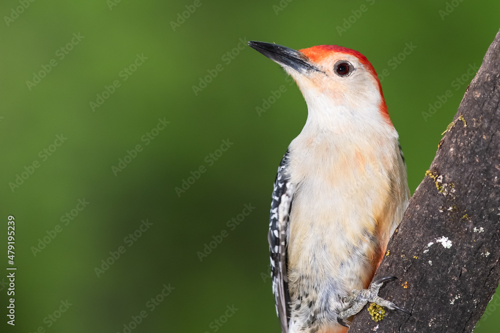 Red-bellied Woodpecker Perched on a Branch of a Tree Red-bellied Woodpecker Perched on a Branch of a Tree