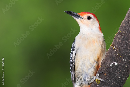 Red-bellied Woodpecker Perched on a Branch of a Tree