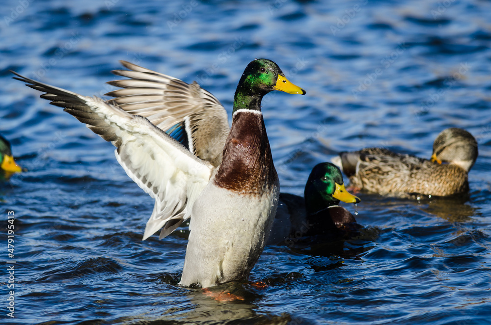 Fototapeta premium Mallard Duck Stretching Its Wings While Resting on the Water