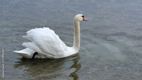 Höckerschwan (Cygnus olor), Bavaria, Germany photo