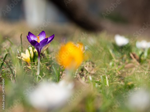 Fototapeta Naklejka Na Ścianę i Meble -  Crocus flowers blooming in spring