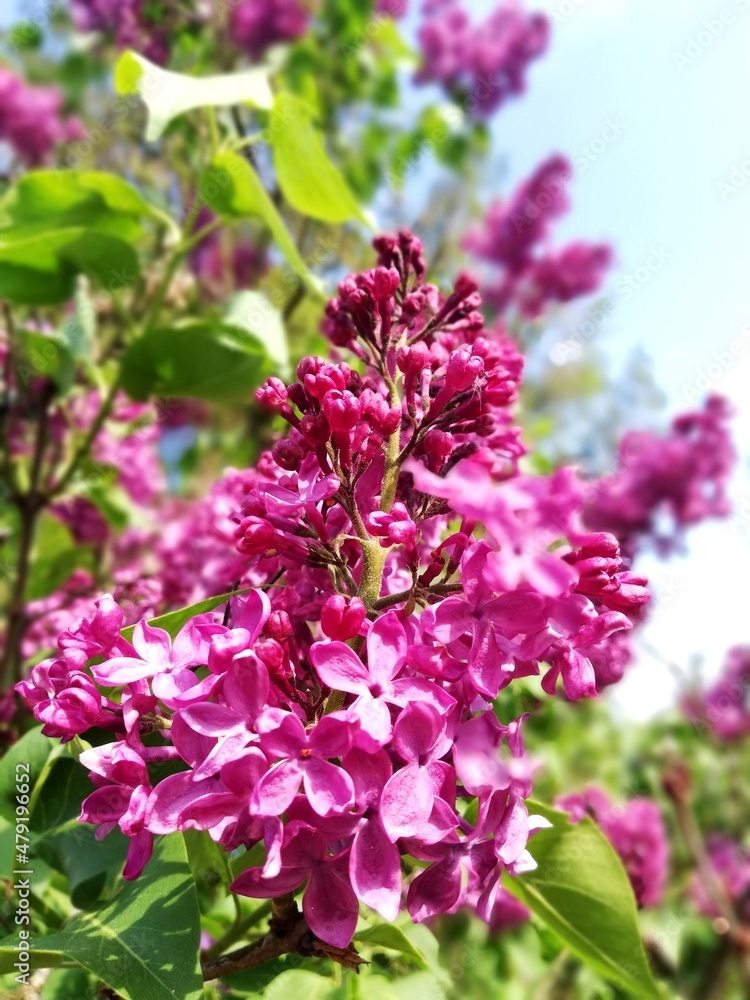Vegetation in the park, garden. Various colored plants, grass and leaves. Beautiful wallpaper. Vegetation in the park, garden. Various colored plants, grass and leaves. Beautiful wallpaper.