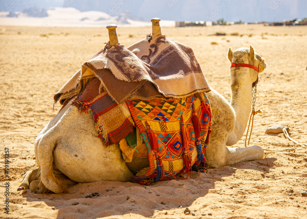 Fototapeta premium Camels in the Wadi Rum desert in Jordan