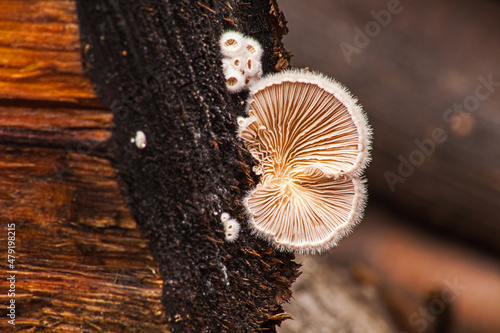 Schizophyllum commune the split gill mushroom 8514 photo