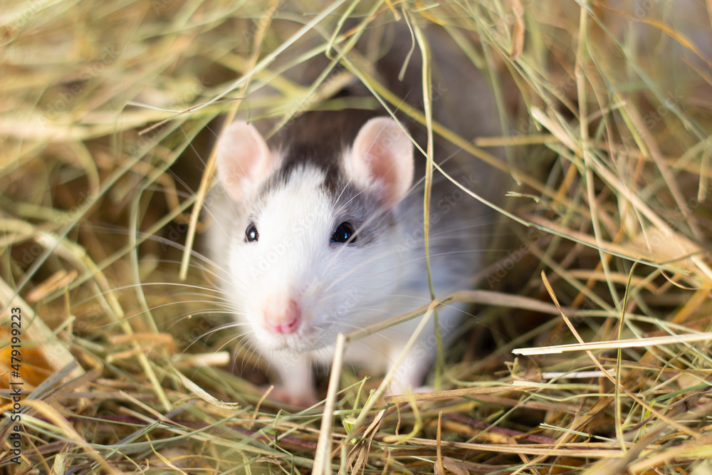 home decorative white funny rat in the hay
home decorative white funny rat in the hay