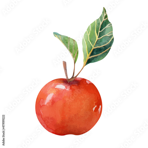 Watercolor ripe red apple isolated on white background