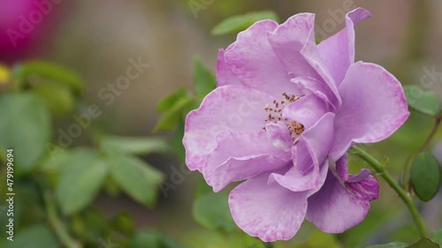 Purple Rose in the wind