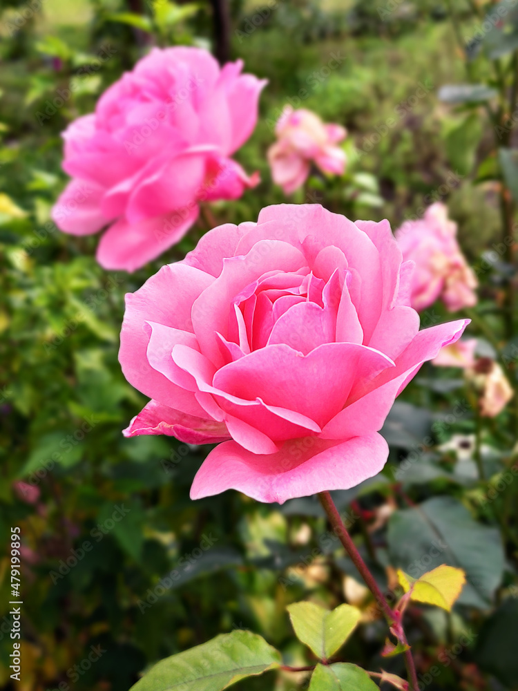 Roses in the garden near the house among green leaves Roses in the garden near the house among green leaves