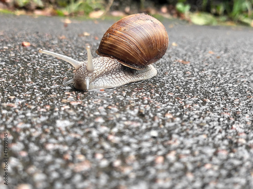 Snail in its natural environment