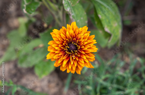 Beautiful colorful flower