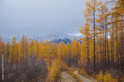 Larch forest trail in autumn