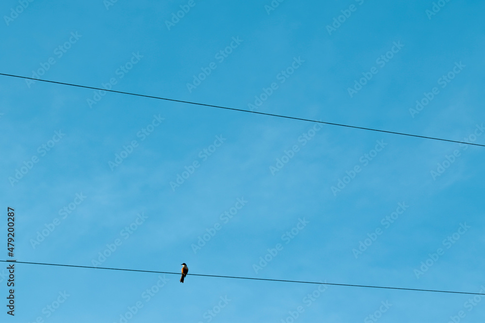Pássaro sozinho em fio elétrico, céu azul