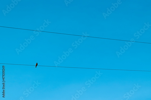 Pássaro sozinho em fio elétrico, céu azul