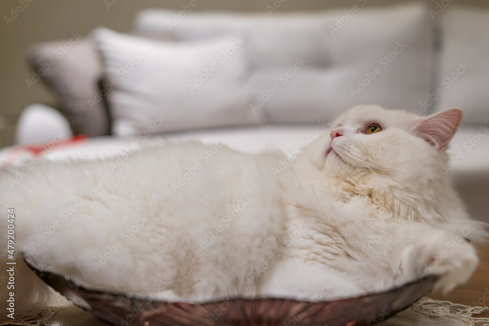 White chinchilla persian cat looking. White cat fluffy fur White chinchilla persian cat looking. White cat fluffy fur