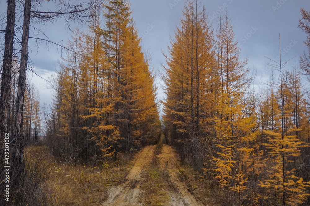 Larch forest trail in autumn Larch forest trail in autumn