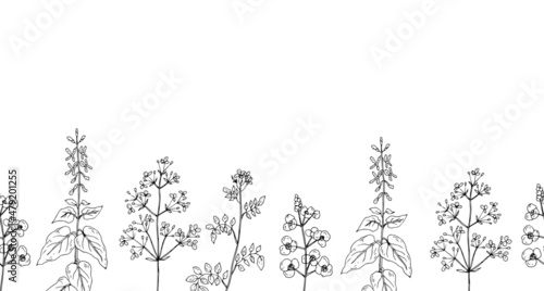 Wild flowers. Line drawing. Vector illustration.