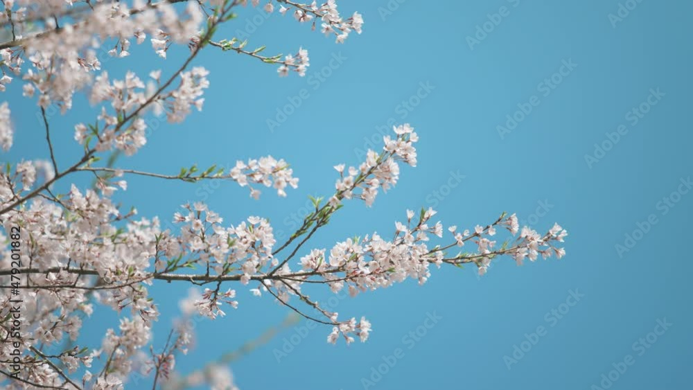 満開の桜 福井 日本 満開の桜 福井 日本
