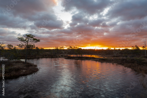 sunny Morning in Kemeri National Park