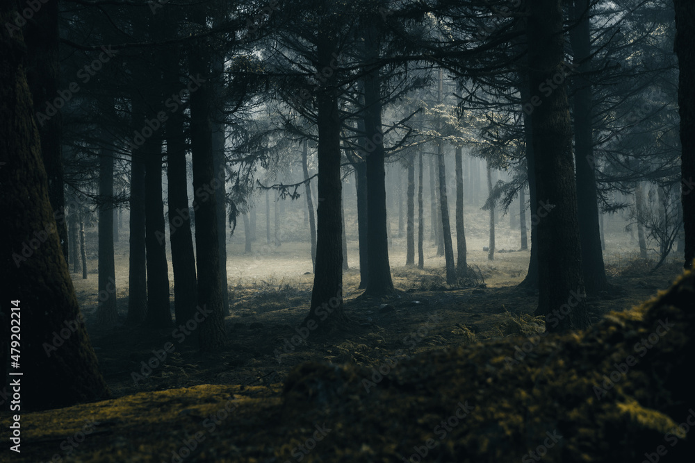 Naklejka premium Dunkler Wald