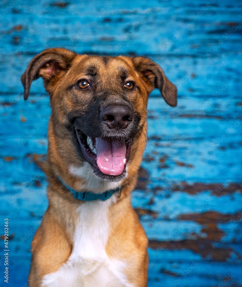 studio shot of a cute dog on an isolated background