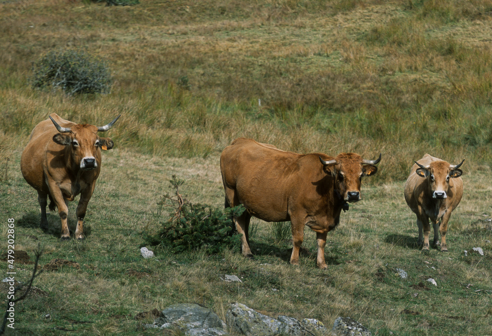 Vache, race Aubrac, Aubrac, Lozère Vache, race Aubrac, Aubrac, Lozère