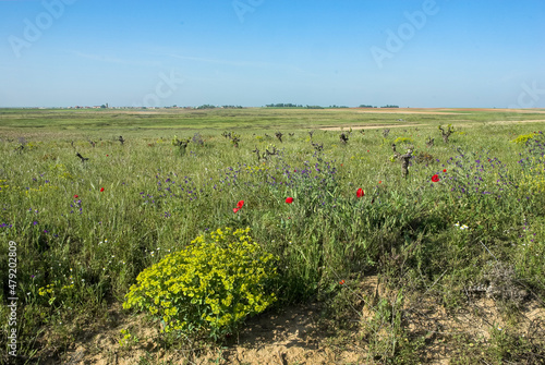 Euphorbe, eupharbia, Réserve national de Caza, Lagunes de Villafafila, Castille et León, Espagne photo