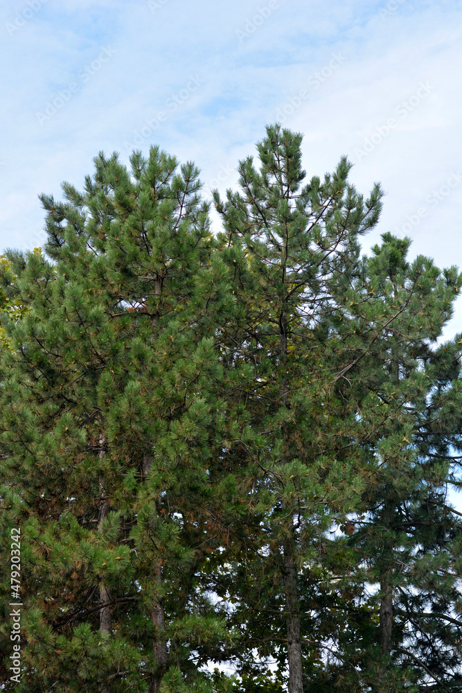 Fototapeta premium Black pine