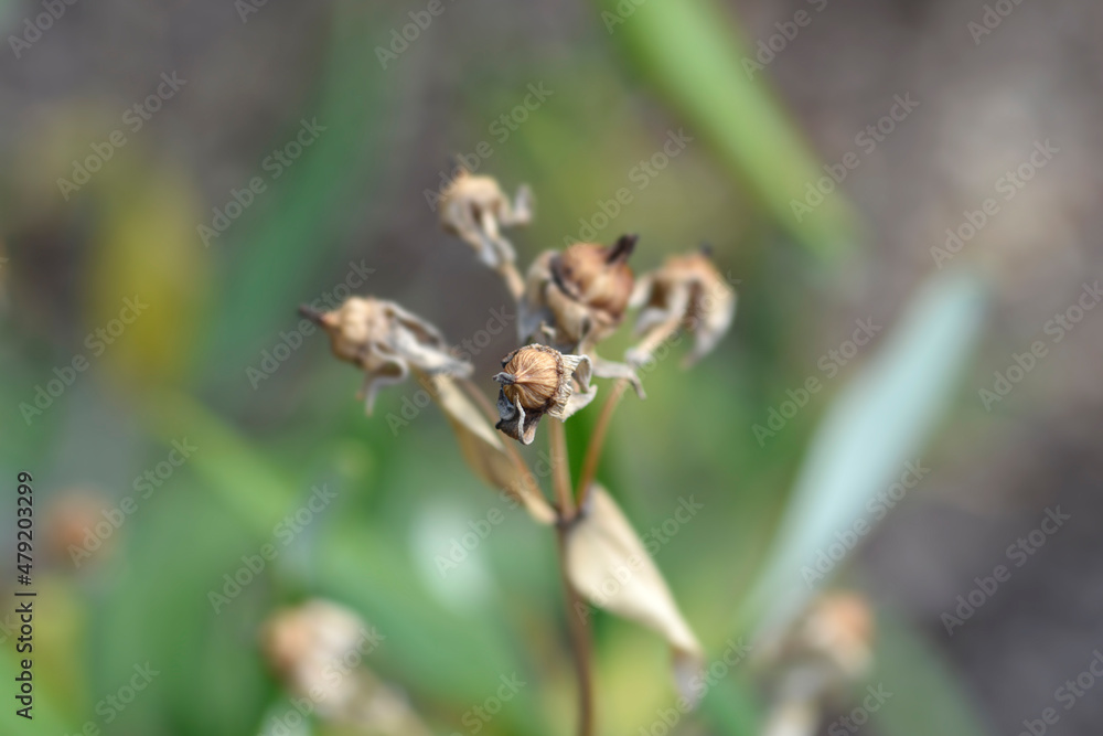 Naklejka premium Tree anemone