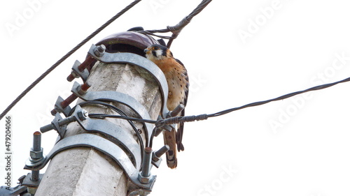 Foto American kestrel (Falco sparverius) perched on a power pole in Cotacachi, Ecuado