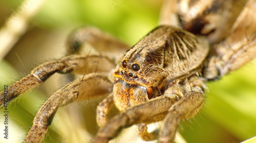 Close up of the head of a wolf spider in Cotacachi, Ecuador