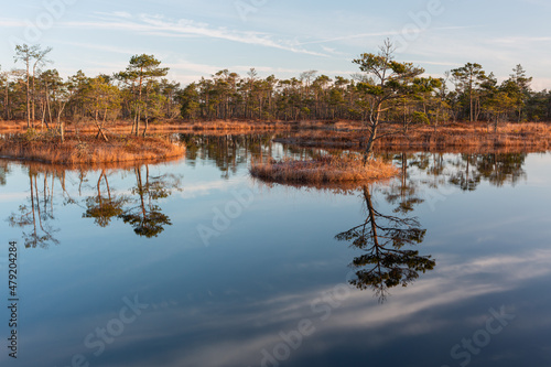 Sunny Morning in Kemeri National Park