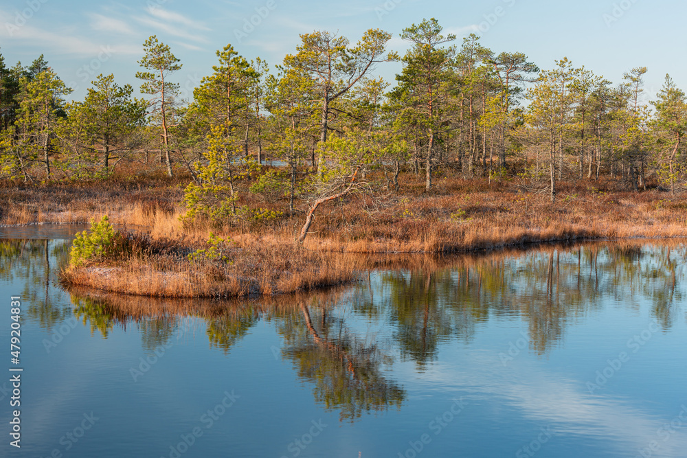 Sunny Morning in Kemeri National Park