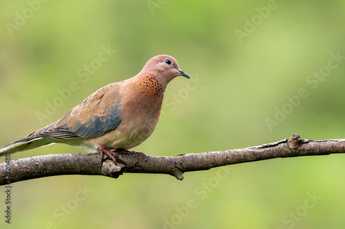 A laughing dove sitting on a small branch of a bush on the outskirts of Bangalore on a cloudy day