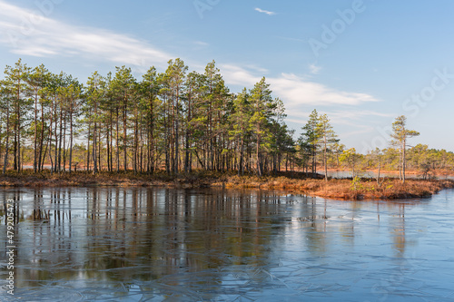 Sunny  Morning in Kemeri National Park