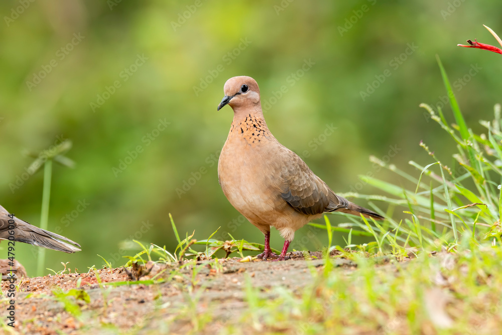 A laughing dove sitting on a small branch of a bush on the outskirts of Bangalore on a cloudy day A laughing dove sitting on a small branch of a bush on the outskirts of Bangalore on a cloudy day