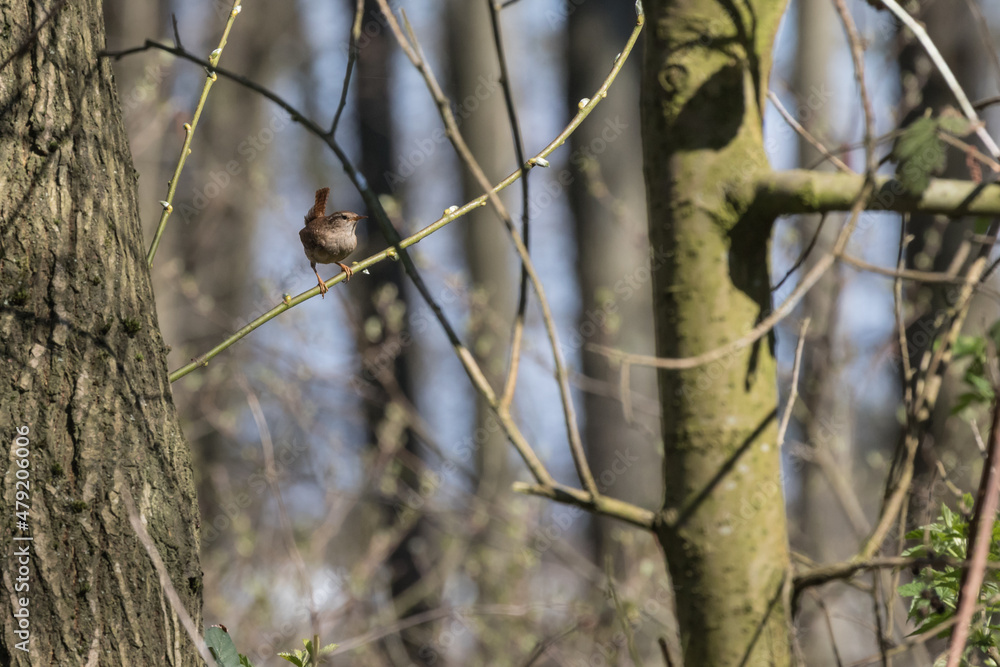 Zaunkönig sitzt auf dem Ast