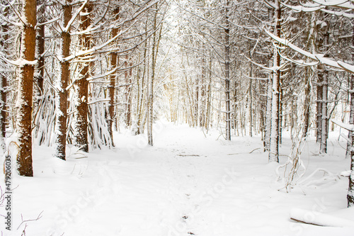snow covered trees
