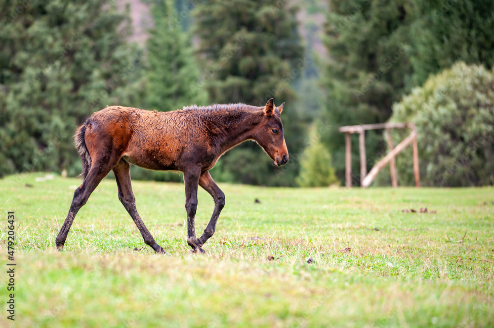 Fototapeta premium Wild horse near traditional Kyrgyz yurts. ala-kul lake Terskey Alatau mountain range, Kyrgyzstan, Central Asia.